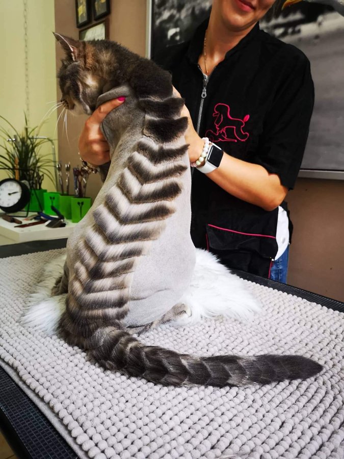 Creative Cat grooming in Riga