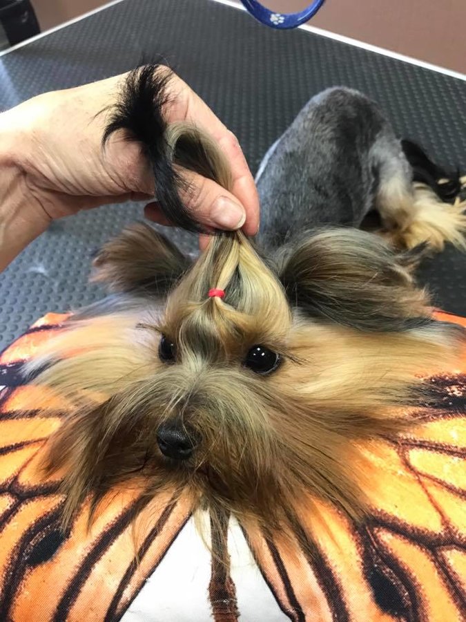 Yorkshire terrier grooming in Riga