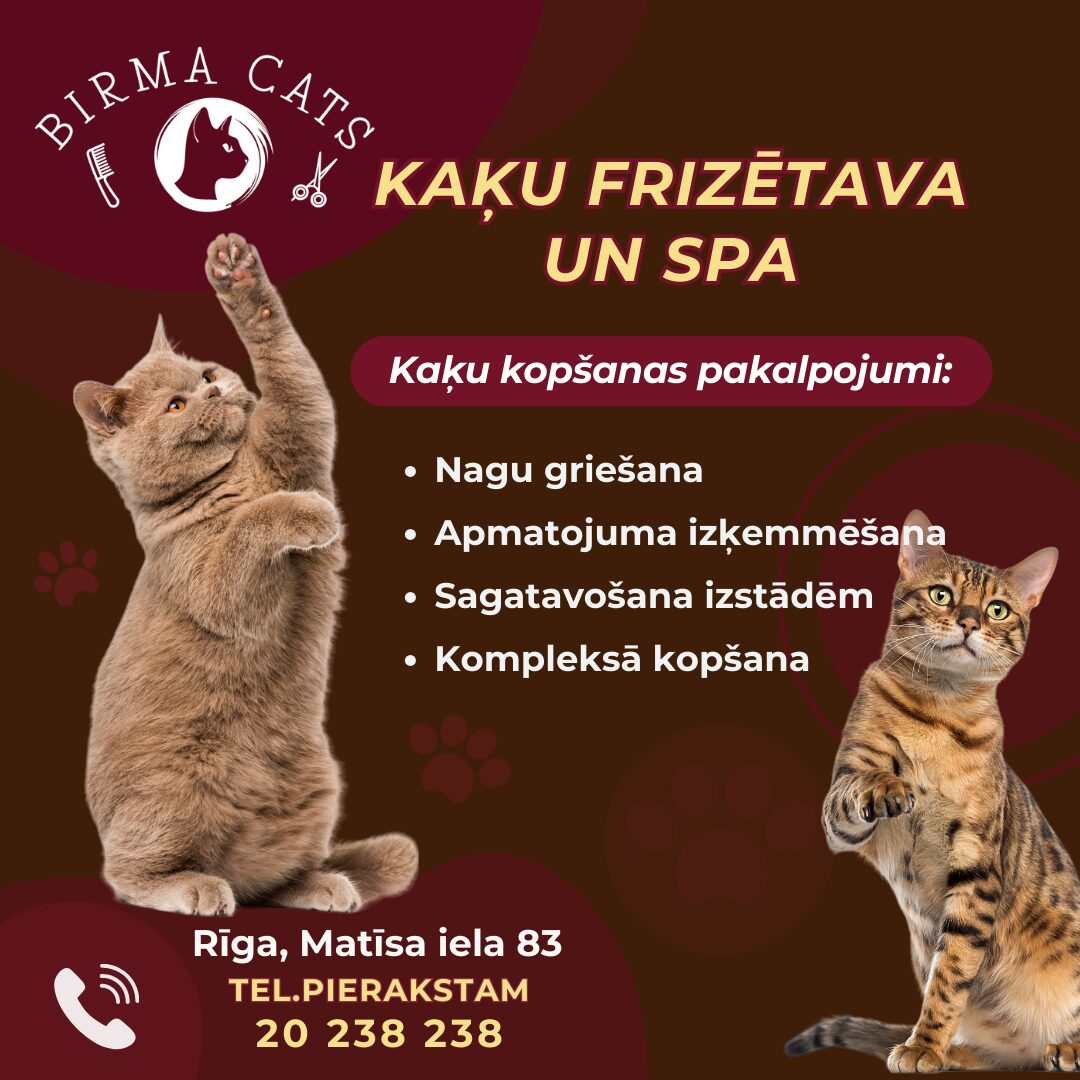 Kaku_frizetava_parikmaherskaja_dlja_koshek_cat__grooming_salon-1.jpg