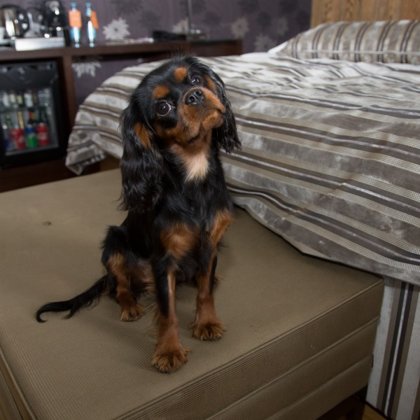 Amberdog Calendar 2018 - Wolmar Star Jane Fonda