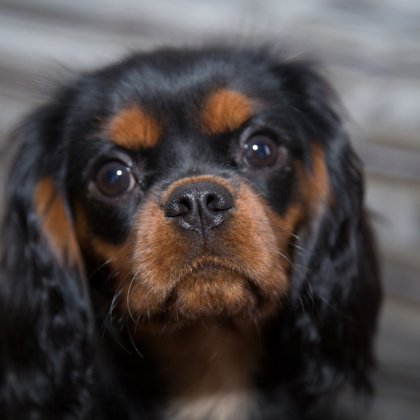 Amberdog Calendar 2018 - Wolmar Star Jane Fonda