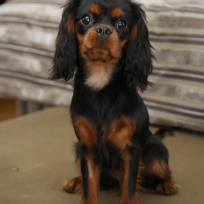 Amberdog Calendar 2018 - Wolmar Star Jane Fonda