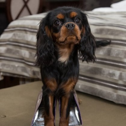 Amberdog Calendar 2018 - Wolmar Star Jane Fonda