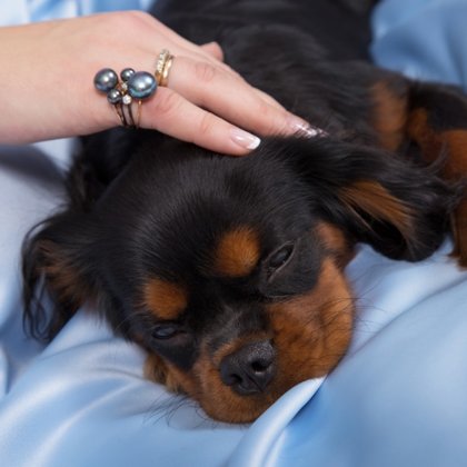 Amberdog Calendar 2018 - Wolmar Star Jane Fonda