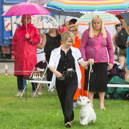 West Highland White Terrier - Owner Larisa Martinova