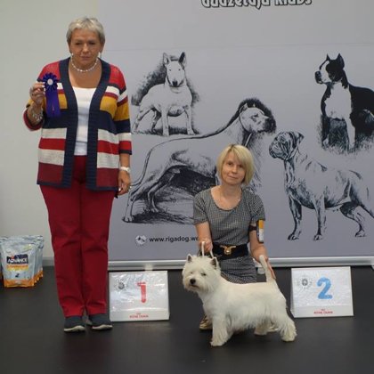 West Highland White Terrier - Owner Larisa Martinova