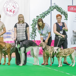 Показ мод для собак на Международной выставке "Победитель Латвии 2017" - 10-11.06.2017