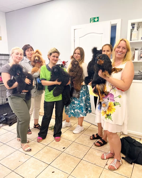 Show Poodle Maintenance with Lidija Prokofjeva 08.2022.