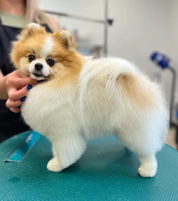 Pomeranian Grooming 1 day Course with Marta Necka