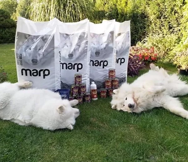 Marp sausā barības suņiem un konservi