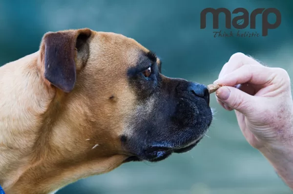 Marp kibble