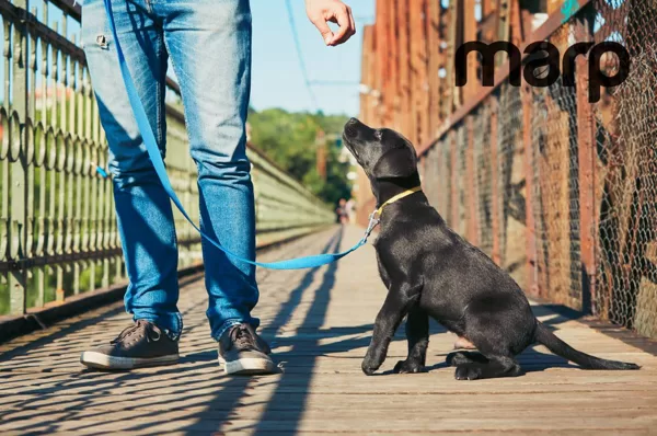 Marp Labrador