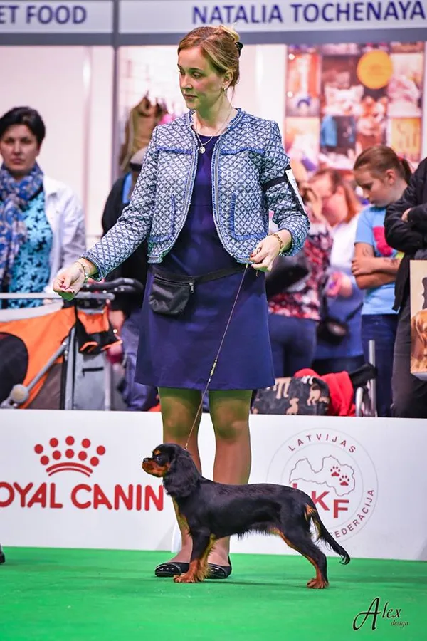 Cavalier King Charles Spaniel - Wolmar Star Jane Fonda - Owner Zanna Romanenko