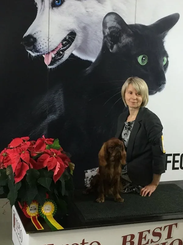 King Charles Spaniel - Owner Larisa Martinova