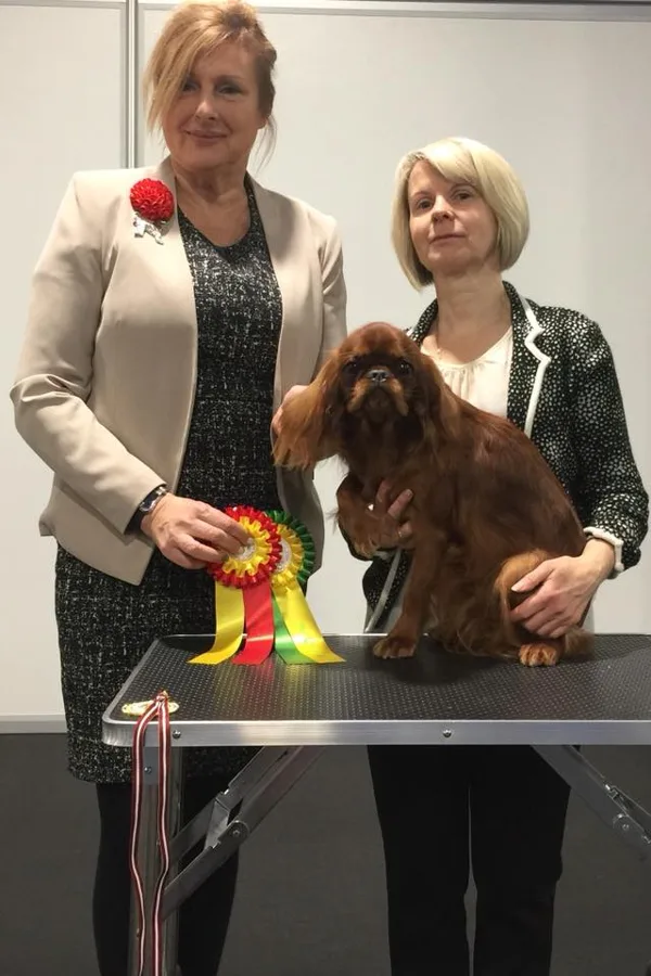 King Charles Spaniel - Owner Larisa Martinova