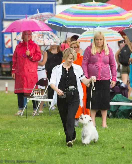 West Highland White Terrier - Owner Larisa Martinova