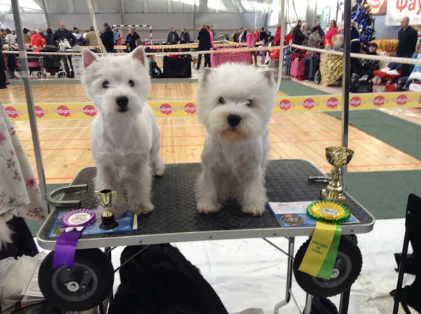 West Highland White Terrier - Owner Larisa Martinova