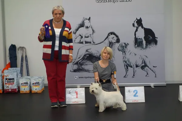 West Highland White Terrier - Owner Larisa Martinova