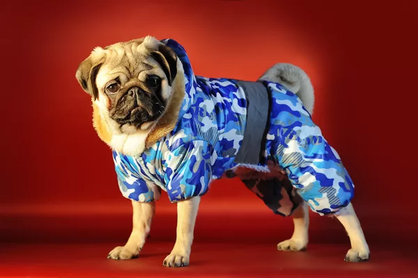 Одежда для собак 