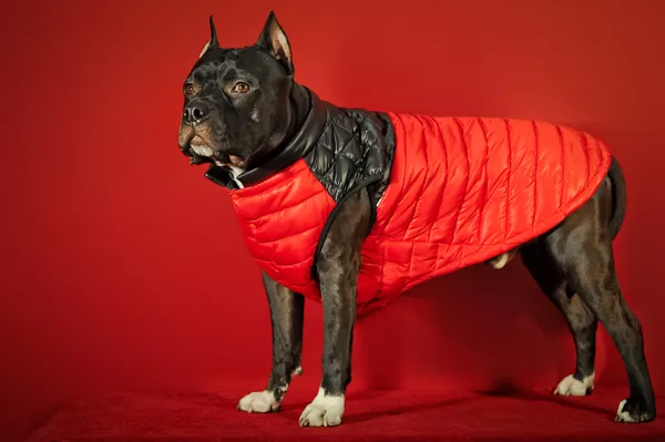 Модная одежда для собак от Birma PETS