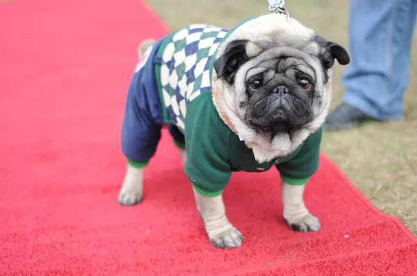 Fleshmops - Dog Fashion Show - 02.05.2015