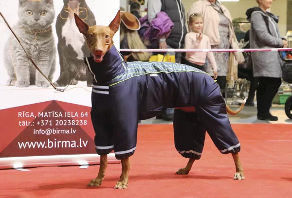 Suņu apģērbu modes skate no dizaineres Natalijas Točjonajas - Pet Expo 2016 - 19.-20.03.20