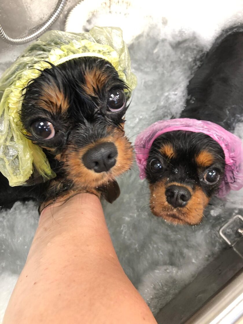 Birma_pets_sunu_frizetava_riga_centrs_strizhka_sobak_dog_grooming_salon__2_-1.JPG