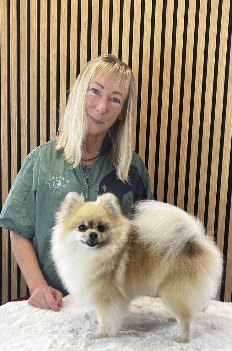 Grumer_groomer_parikmaher_dlja_sobak_Marika_Birma_PETS-1.jpg